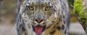 Preview wallpaper snow leopard, irbis, big cat, animal