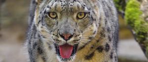 Preview wallpaper snow leopard, irbis, big cat, animal