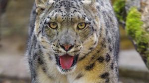 Preview wallpaper snow leopard, irbis, big cat, animal