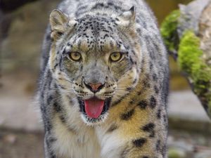 Preview wallpaper snow leopard, irbis, big cat, animal