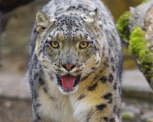 Preview wallpaper snow leopard, irbis, big cat, animal