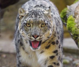 Preview wallpaper snow leopard, irbis, big cat, animal