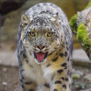 Preview wallpaper snow leopard, irbis, big cat, animal