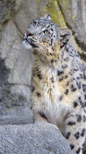 Preview wallpaper snow leopard, irbis, glance, predator, animal
