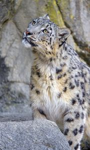 Preview wallpaper snow leopard, irbis, glance, predator, animal