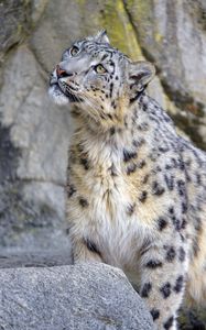 Preview wallpaper snow leopard, irbis, glance, predator, animal