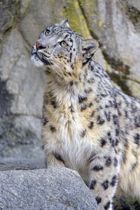 Preview wallpaper snow leopard, irbis, glance, predator, animal