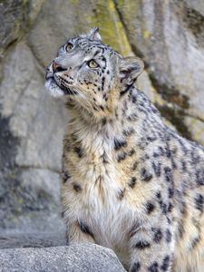 Preview wallpaper snow leopard, irbis, glance, predator, animal