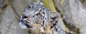 Preview wallpaper snow leopard, irbis, glance, predator, animal