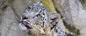 Preview wallpaper snow leopard, irbis, glance, predator, animal