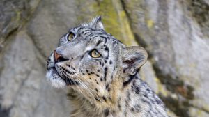 Preview wallpaper snow leopard, irbis, glance, predator, animal