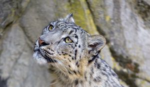 Preview wallpaper snow leopard, irbis, glance, predator, animal