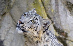 Preview wallpaper snow leopard, irbis, glance, predator, animal