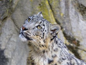 Preview wallpaper snow leopard, irbis, glance, predator, animal