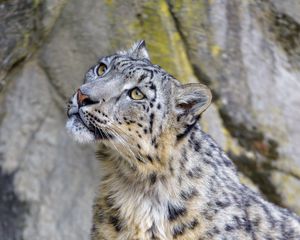 Preview wallpaper snow leopard, irbis, glance, predator, animal