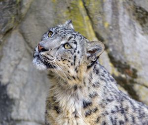 Preview wallpaper snow leopard, irbis, glance, predator, animal