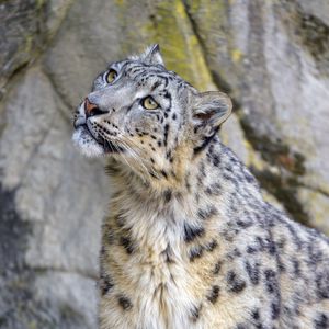 Preview wallpaper snow leopard, irbis, glance, predator, animal