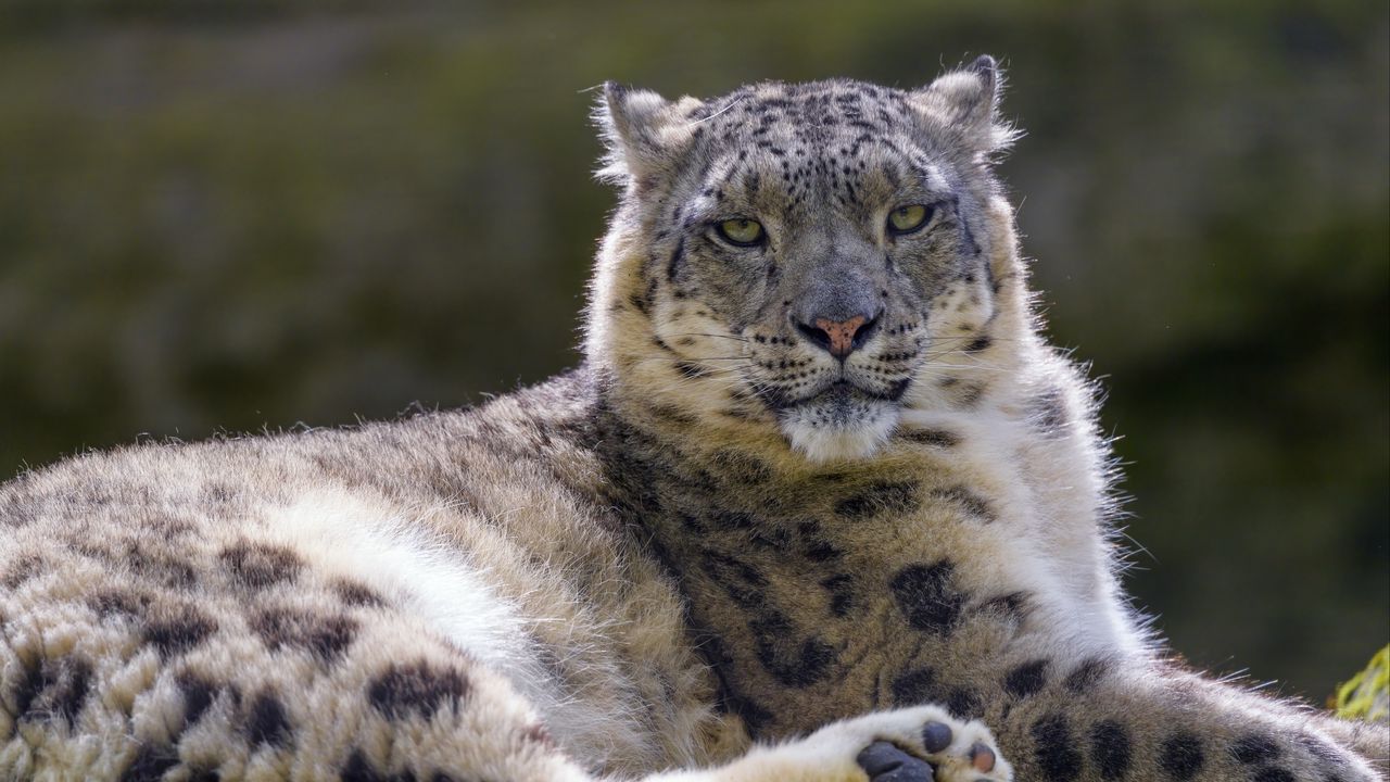 Wallpaper snow leopard, irbis, glance, animal, predator