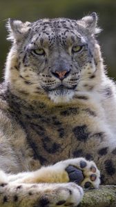 Preview wallpaper snow leopard, irbis, glance, animal, predator