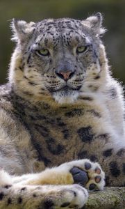 Preview wallpaper snow leopard, irbis, glance, animal, predator