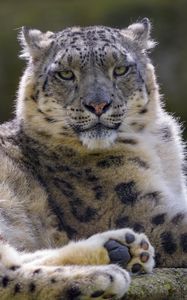Preview wallpaper snow leopard, irbis, glance, animal, predator