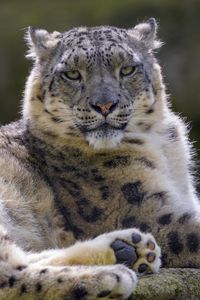 Preview wallpaper snow leopard, irbis, glance, animal, predator