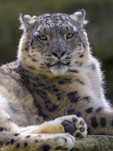 Preview wallpaper snow leopard, irbis, glance, animal, predator