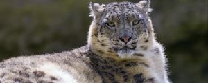 Preview wallpaper snow leopard, irbis, glance, animal, predator