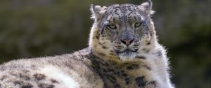 Preview wallpaper snow leopard, irbis, glance, animal, predator