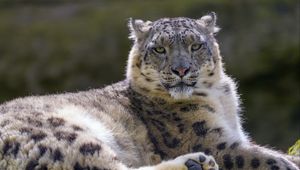 Preview wallpaper snow leopard, irbis, glance, animal, predator