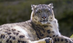 Preview wallpaper snow leopard, irbis, glance, animal, predator