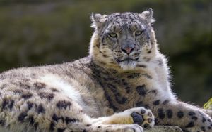 Preview wallpaper snow leopard, irbis, glance, animal, predator