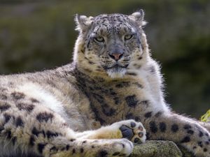 Preview wallpaper snow leopard, irbis, glance, animal, predator