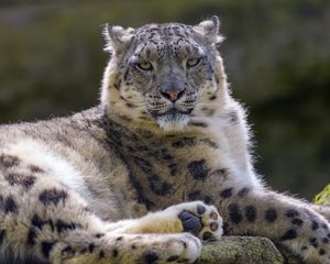 Preview wallpaper snow leopard, irbis, glance, animal, predator