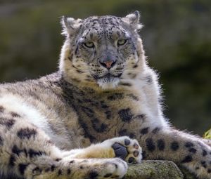 Preview wallpaper snow leopard, irbis, glance, animal, predator