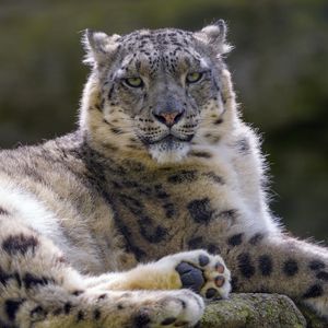 Preview wallpaper snow leopard, irbis, glance, animal, predator