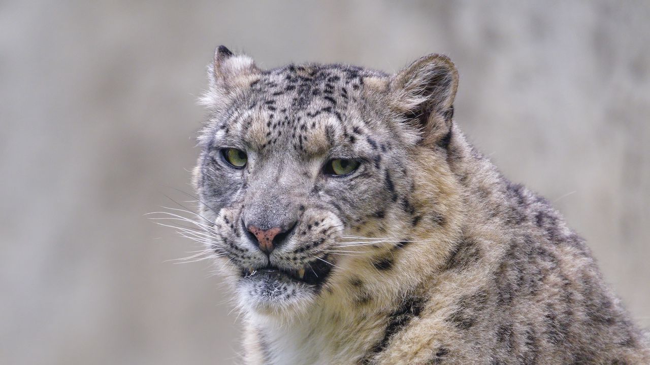 Wallpaper snow leopard, irbis, glance, grin, animal, predator