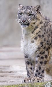 Preview wallpaper snow leopard, irbis, glance, grin, animal, predator