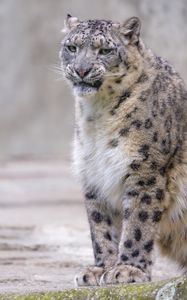 Preview wallpaper snow leopard, irbis, glance, grin, animal, predator