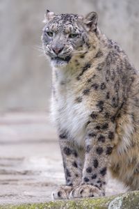 Preview wallpaper snow leopard, irbis, glance, grin, animal, predator