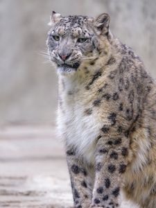 Preview wallpaper snow leopard, irbis, glance, grin, animal, predator