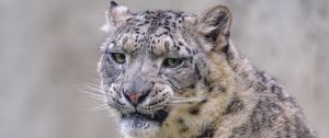 Preview wallpaper snow leopard, irbis, glance, grin, animal, predator