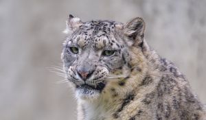 Preview wallpaper snow leopard, irbis, glance, grin, animal, predator