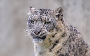 Preview wallpaper snow leopard, irbis, glance, grin, animal, predator