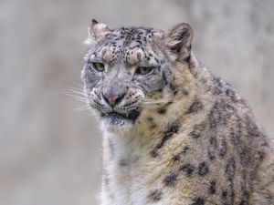 Preview wallpaper snow leopard, irbis, glance, grin, animal, predator