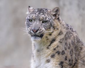 Preview wallpaper snow leopard, irbis, glance, grin, animal, predator