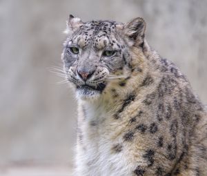 Preview wallpaper snow leopard, irbis, glance, grin, animal, predator