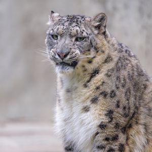 Preview wallpaper snow leopard, irbis, glance, grin, animal, predator