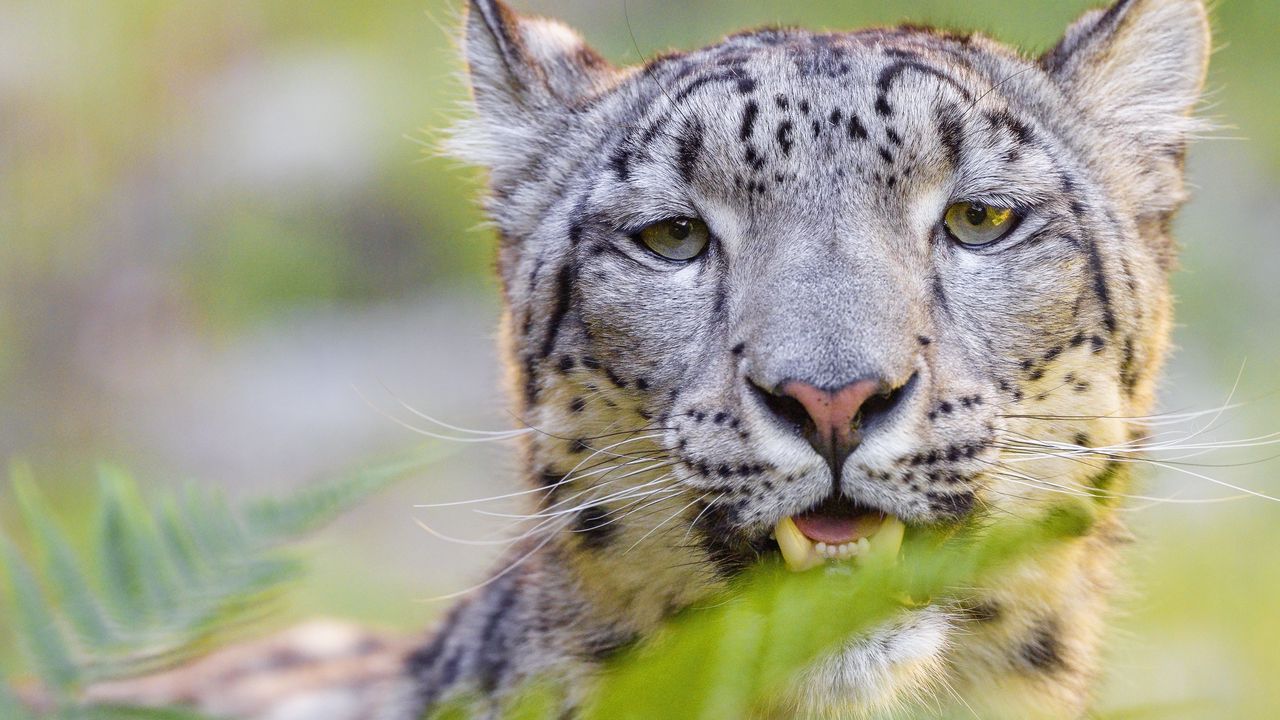 Wallpaper snow leopard, irbis, glance, animal, predator, wildlife