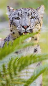 Preview wallpaper snow leopard, irbis, glance, animal, predator, wildlife